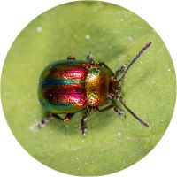 badge